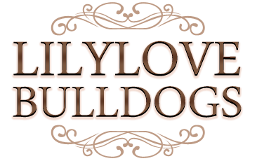 Logo Lilylove Bulldogs