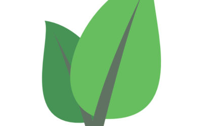 L’éco-conception d’un site e-commerce